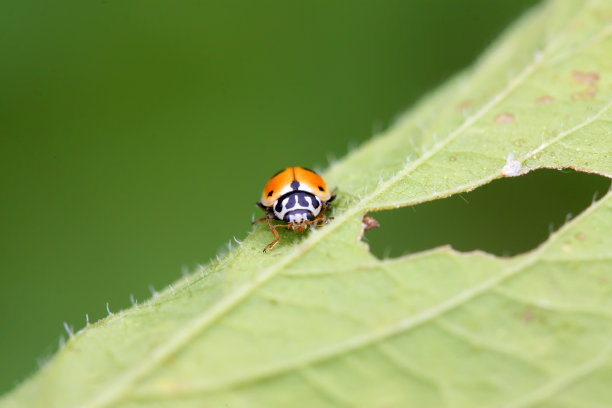 草地上的瓢虫，特写照片素材图片