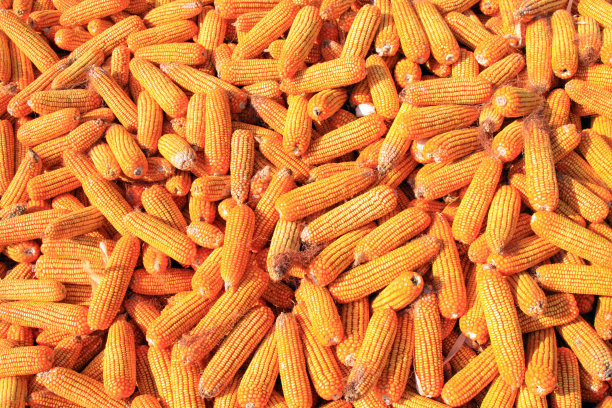成堆的玉米棒子材料，特写照片图片下载
