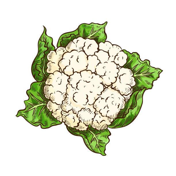 花椰菜和卷心菜蔬菜隔离素描素材图片