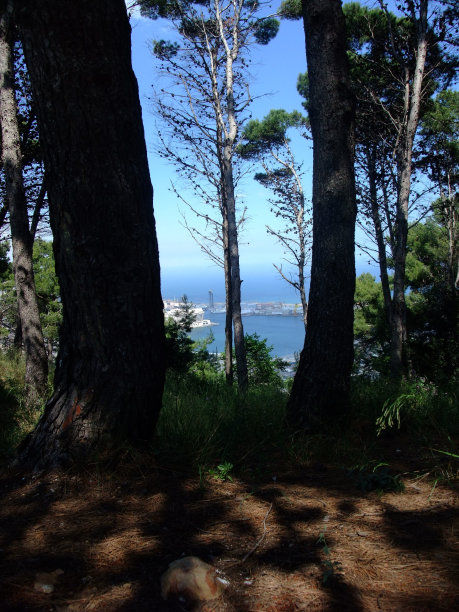 树木之间的巴塞罗那海港景色图片下载