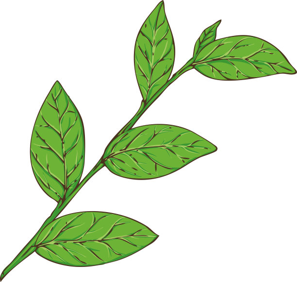 绿色叶子的蓝莓枝图片下载