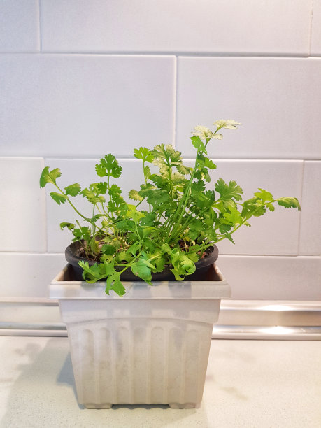 白色背景的花盆中的Corainder树图片下载