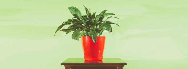 红色花盆中的室内家居装饰花卉，置于木制床头柜上，背景为柔和的绿色墙壁，用于装饰家居图片下载