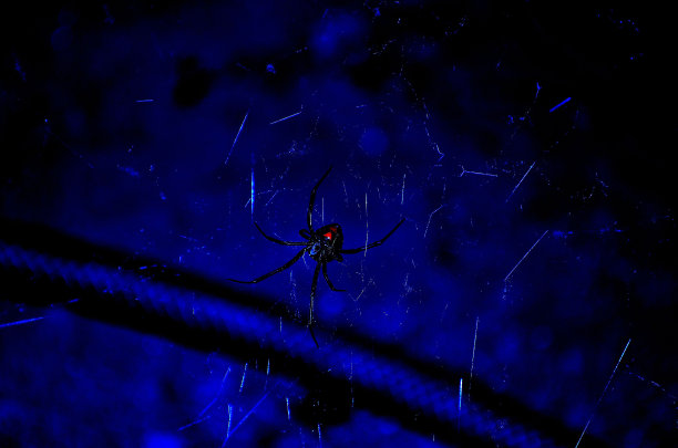 黑寡妇图片下载