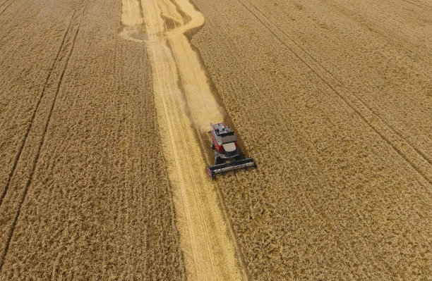 收割小麦收割机。农业机械收获粮食图片下载
