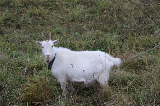 秋日阴雨连绵，山羊在牧场上散步图片下载