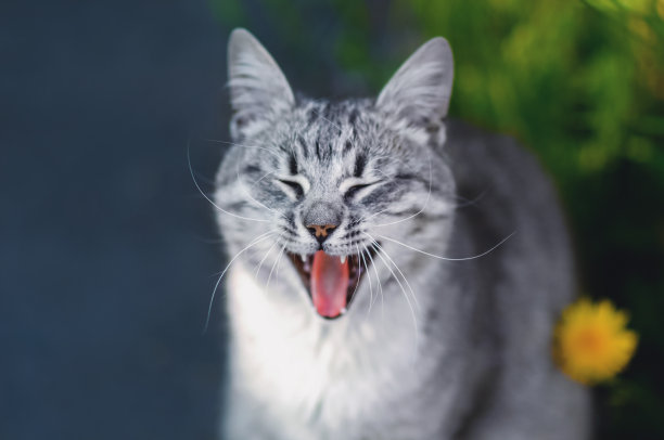有趣的灰猫叫着笑着图片下载