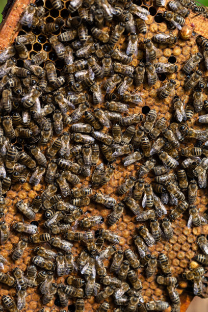 与蜂窝帧。图片下载