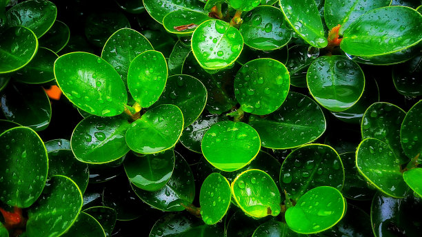 漂亮的绿色自然图片下载