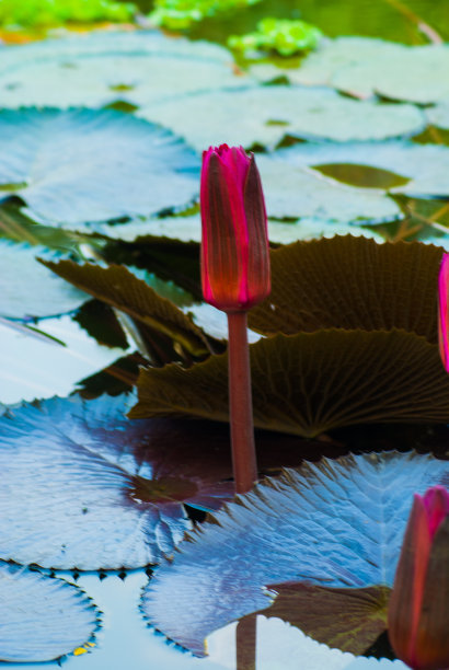 红莲花在印度蓝色的湖水中拍摄图片下载