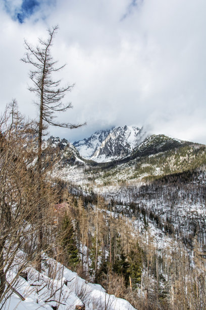 自然灾害后的云杉森林，在高塔特拉斯山脉，斯洛伐克图片下载