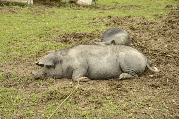 林德莱德猪图片下载