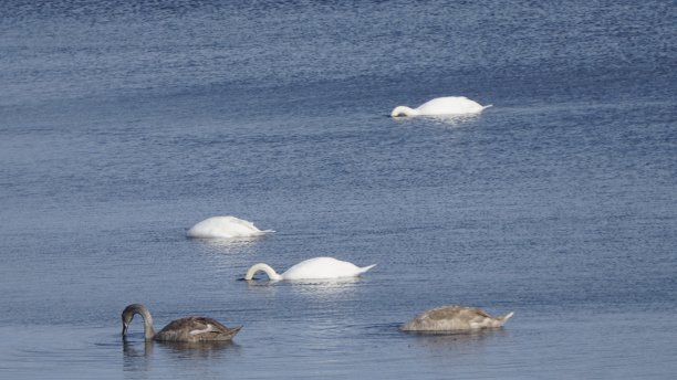 英国皮茨福德的天鹅图片下载