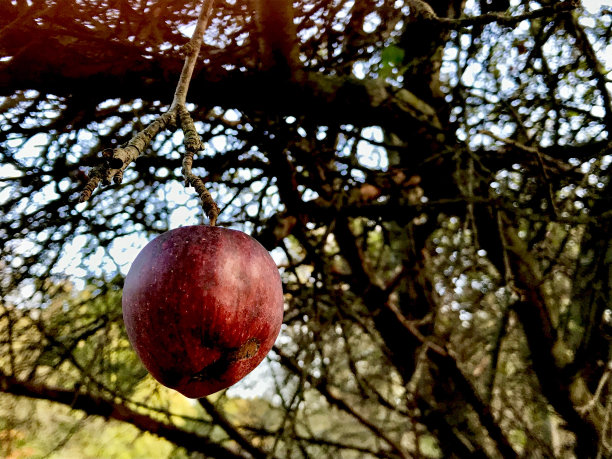 苹果挂在树上图片下载