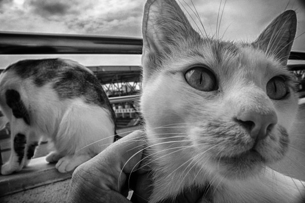 阳台上的猫图片下载