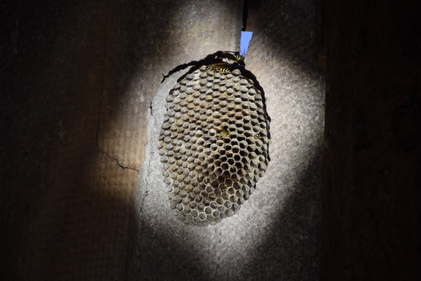 白杨是我们的巢。布里尽头的白杨巢穴图片下载