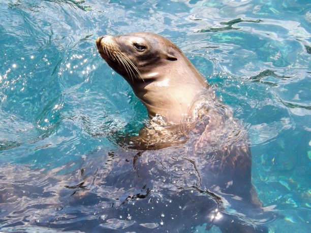 加州海狮图片下载