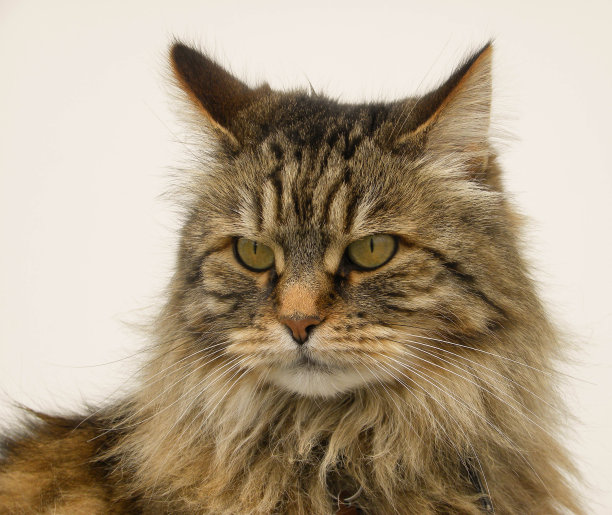 西伯利亚森林猫图片下载