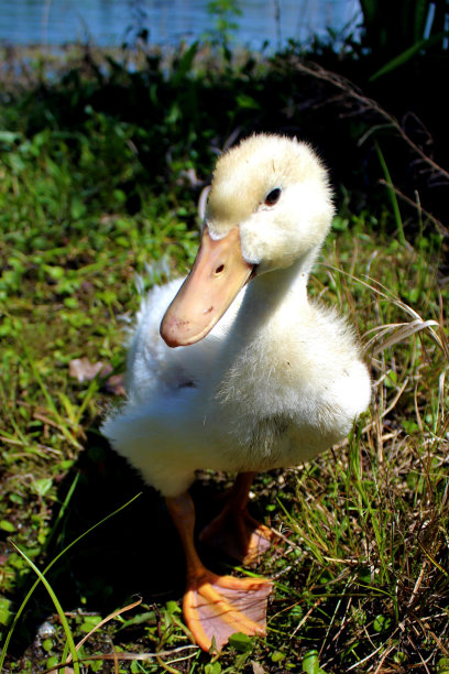 无标题的图片下载