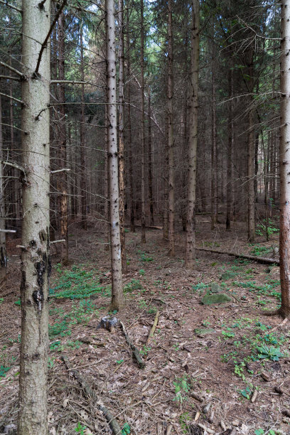 夜晚的森林图片下载
