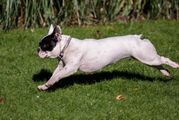 法国斗牛犬图片下载