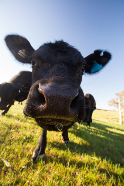 一头好奇的母牛离开牛群去调查素材图片