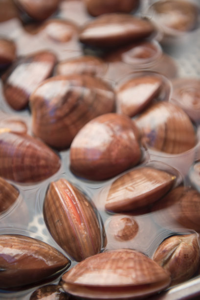 法索拉里公鸡图片下载