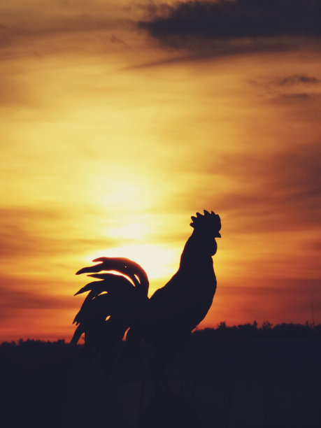 Roostet日出时图片下载