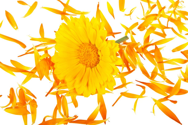 白色背景上的金盏花花朵和花瓣，药草，顶视图素材图片