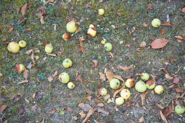 苹果园地板上的苹果酒，背景是苹果树图片下载