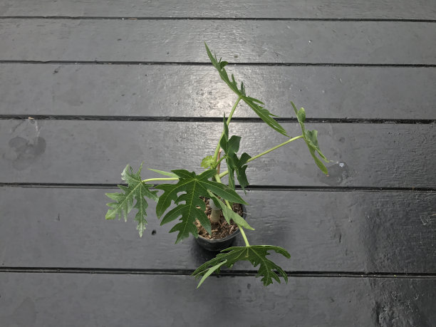 小木瓜植物在木地板上图片下载