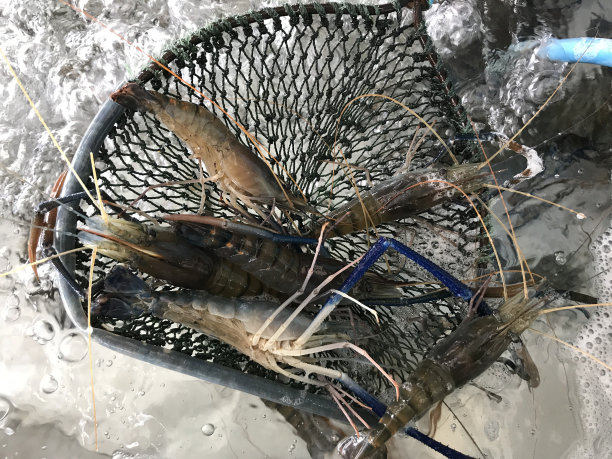 新鲜虾海鲜图片下载