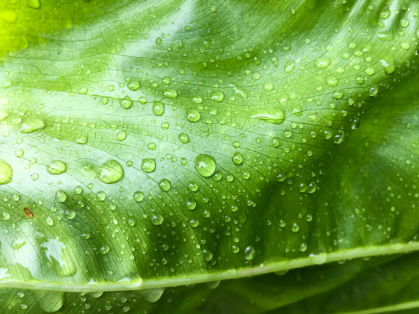 绿叶带有水滴，绿叶纹理背景，绿树香叶图片下载