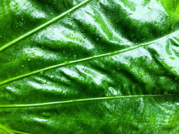 绿叶带有水滴，绿叶纹理背景，绿树香叶图片下载