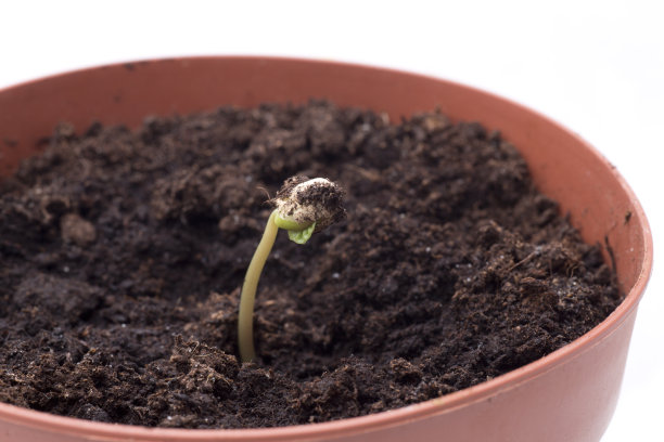 樱桃树开花图片下载