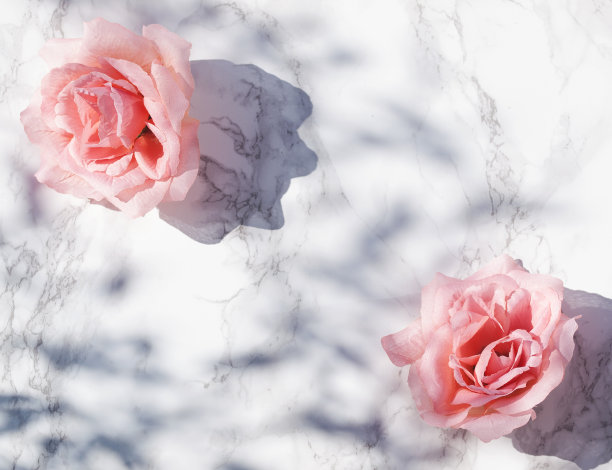 白色大理石背景上的大粉红玫瑰，在阳光直射下留下绿叶阴影。平的。前视图。副本的空间。素材图片