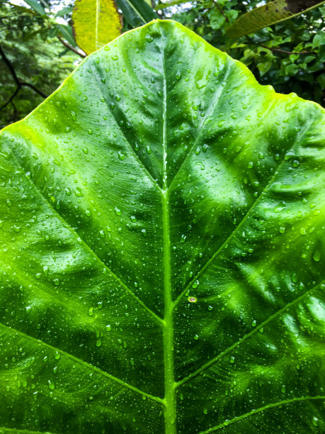绿叶带有水滴，绿叶纹理背景，绿树香叶图片下载