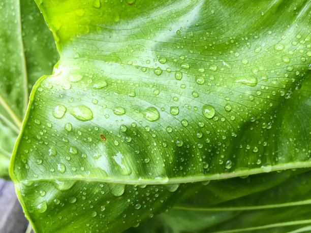 绿叶带有水滴，绿叶纹理背景，绿树香叶图片下载