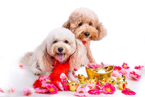 狗在中国新年背景的白色节日设置图片下载