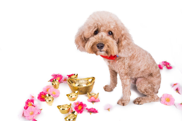 狗在中国新年背景的白色节日设置图片下载