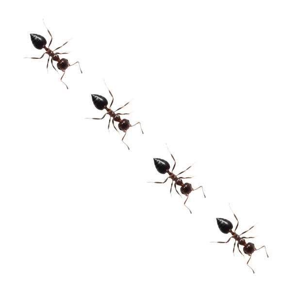 蚂蚁孤立在白色背景上图片下载