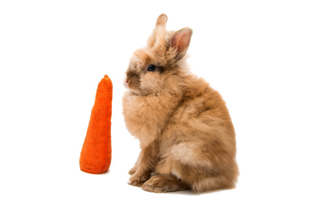 小棕兔图片下载