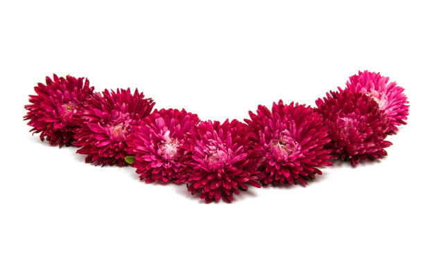 红色aster图片下载