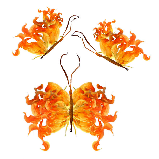 花蝴蝶，由奇异的、弯曲的、挤压的油炸西葫芦花单独制成图片下载