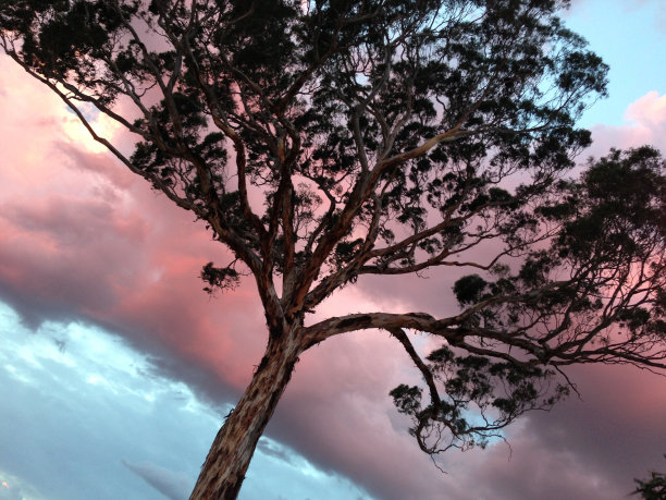 黄昏的澳大利亚树图片下载
