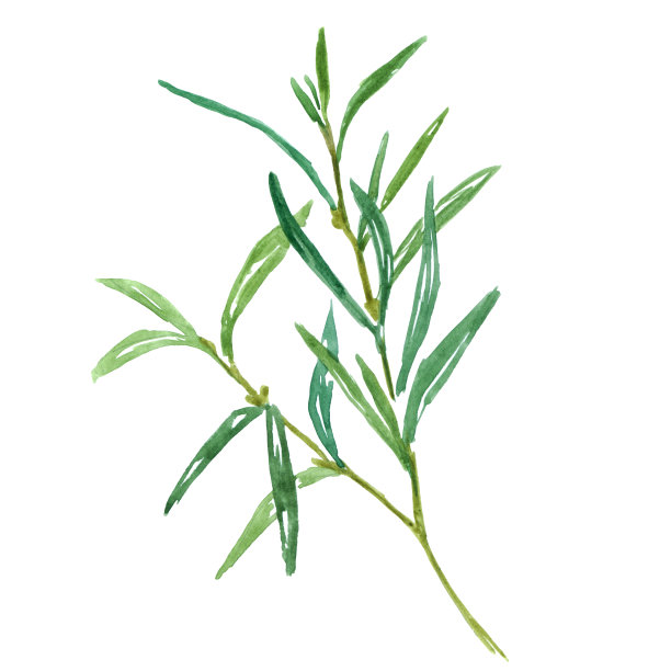 绿叶桉树图片下载