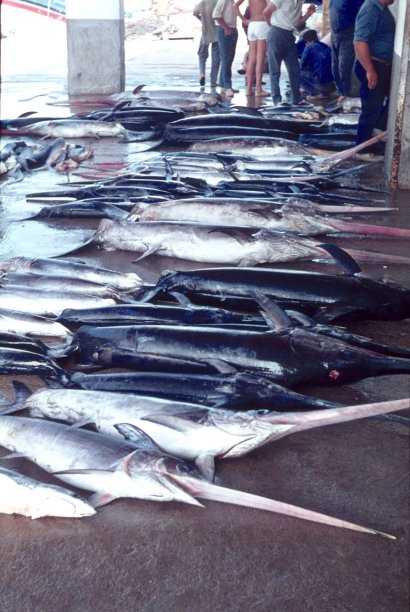 每日捕获:剑鱼(剑鱼)，加鲁查，西班牙图片下载