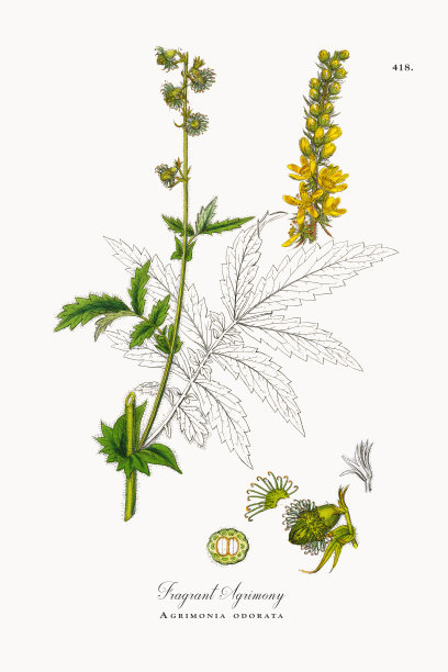 芳香的仙鹤草，仙鹤草，维多利亚植物学插图，1863年图片下载