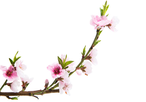 樱花花朵孤立图片下载