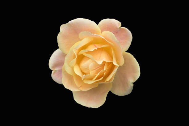 一朵玫瑰“安妮哈克尼斯”杏黄色花孤立在黑色上图片下载